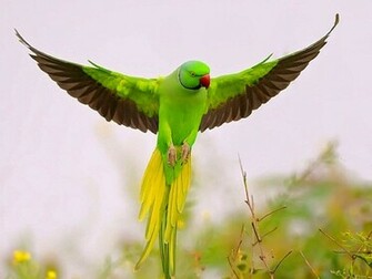 Parrot Wallpaper