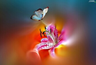 Butterfly Tiger Lily Flowers Wallpaper