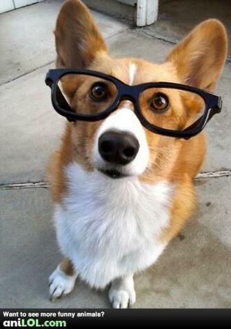 Funny Corgi