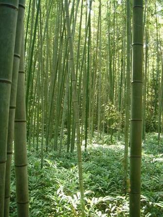 Bamboo Wallpaper HD Topwallpaper