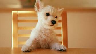 Desktop Puppy Wallpaper And Screensavers Dowload