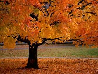 HD Widescreen Background Wallpaper Cool Romantic Picture Nature