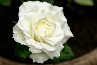 Background White Roses Wallpaper Beautiful Desktop