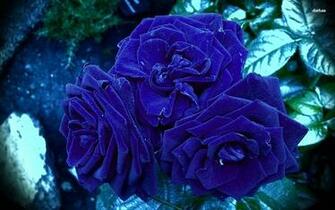 Amazing HD Flower Wallpaper Tech Lovers L Web Design And