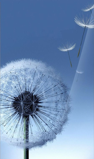 Galaxy Siii Dandelion Live Wallpaper