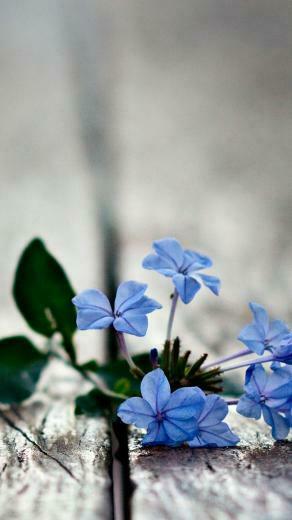 HD Blue Flowers Mobile Phone Wallpaper