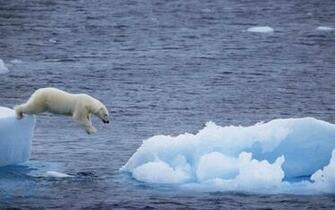 Polar Bear Wallpaper