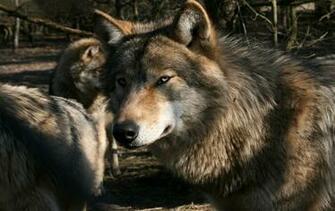 Wolf Pack Desktop Wallpaper HD Wallpor