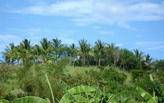 Tropical Island Nature Widescreen Desktop Background