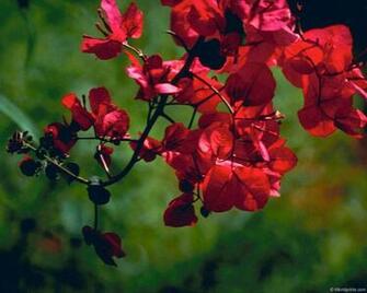 Bougainvillea Wallpaper Flower Dreams