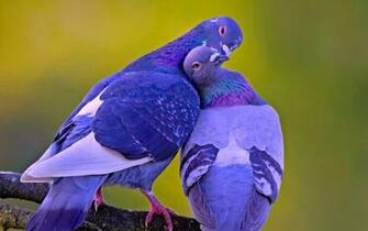 Love Bird Kissing HD Wallpaper Rocks
