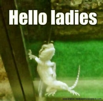 Funny Stupid Pictures And Sharing These Really Very