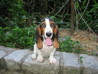 Basset Hound Dogs Wallpaper