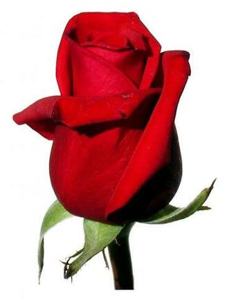 Red Roses White Background Ing Gallery