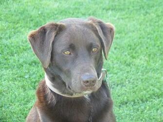 Chocolate Lab Wallpaper Desktop Animals Dogs Brown