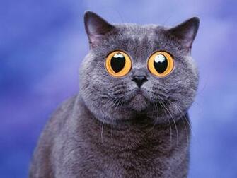 Beautiful Cats High Definition HD Wallpaper All