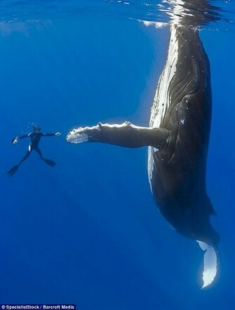 Seas Diver Whales High Five Blue Whale Fin HD Wallpaper Of Nature