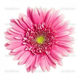 Pink Flower White Background Image Amp Pictures Becuo