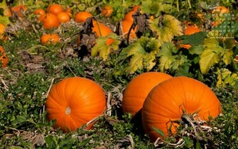 Fall Pumpkin Wallpaper HD Background Desktop