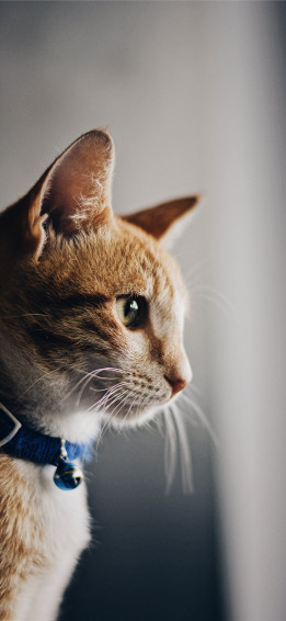 Cat iPhone HD Wallpaper