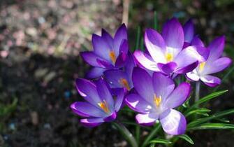 Flowers Wallpaper Purplecrocus Desktop Purple