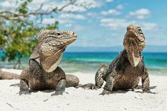 Reptile Computer Wallpaper Desktop Background