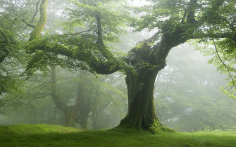 Nature Forest Trees Green Wallpaper HD