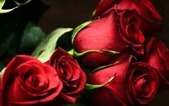 Red Roses Most Popular Rose Wallpaper Beautiful