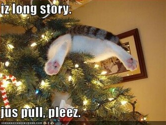 The Funny HD Wallpaper Choose Best Photo For Your