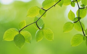 Install A Wallpaper On Your Desktop