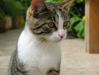 Cat Image High Definition Image Pictures