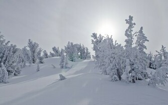 Winter Wonderland Wallpaper