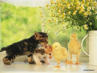 Baby Chicks And Ducks No Desktop Wallpaper Wallcoo Net