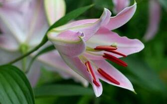 Lily Flower Wallpaper