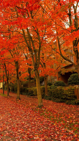 The Best Gorgeous Happy Fall iPhone Wallpaper