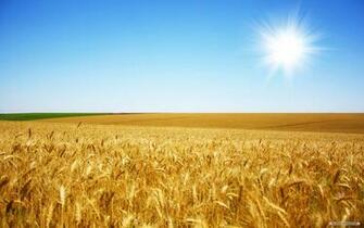 Wallpaper Wheat Field Index