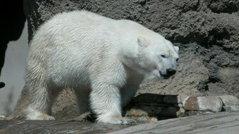 Polar Bear Wallpaper
