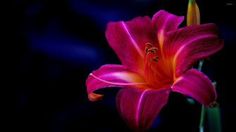 Purple Lily Wallpaper