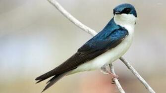 Tree Swallow Wallpaper Animal