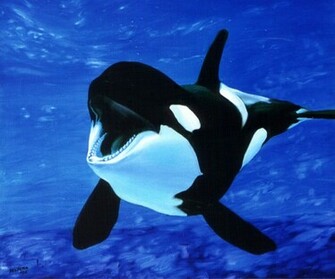 Orca Wallpaper X HD Res