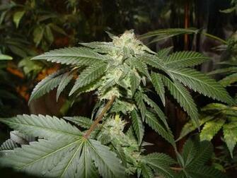Og Kush Plant Wallpaper Master X Bubba