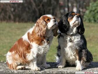 Fond D Cran Gratuit De Chiens Cavalier King Charles Spaniel