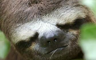 Animals Sloth Wallpaper Art HD