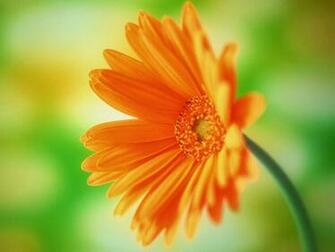 Daisy Flower Wallpaper Beautiful Desktop