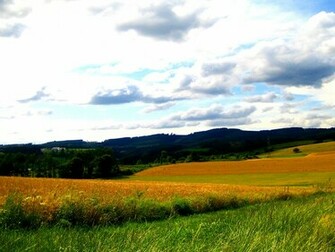 Grassland Scenery Wallpaper Desktop