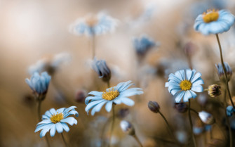 Flowers Nature Wallpaper HD