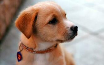 Beautiful Cute Dog High Resolution Wallpaper Desktop