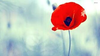 Poppy Flower Wallpaper