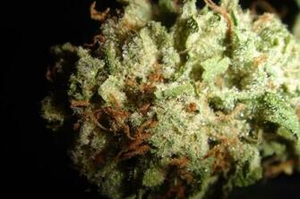 Og Kush Wallpaper Image Pictures Becuo