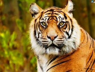 Tigers Wallpaper